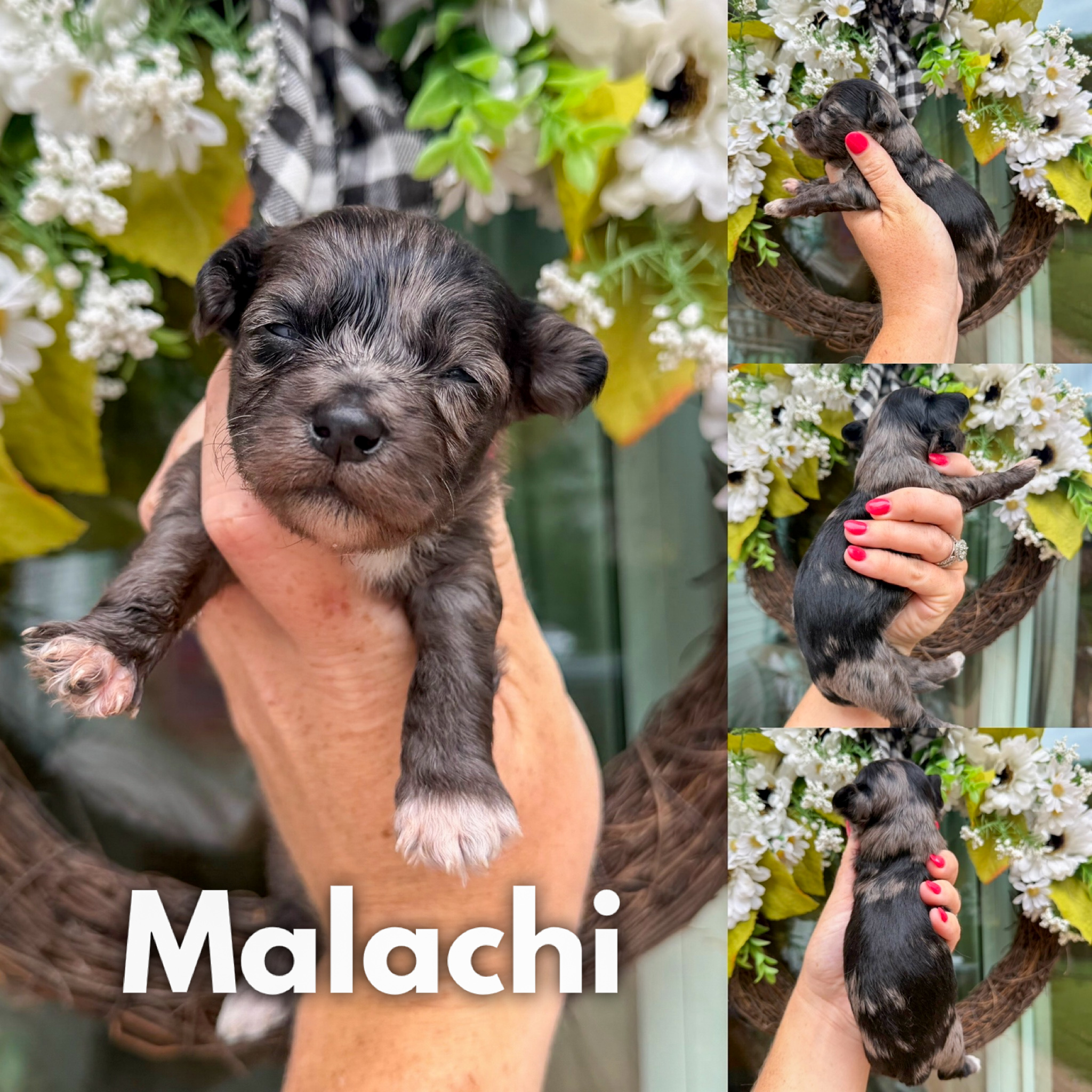 Malachi 1